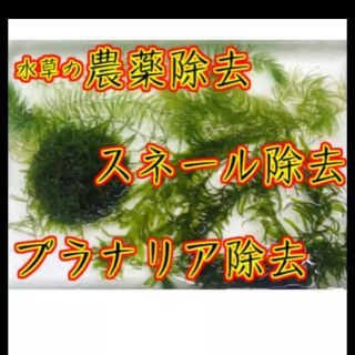 水草トリートメント 農薬除去 スネール等除去 水草その前に シュリンプ水槽にの通販 By Minnie S Shop ラクマ