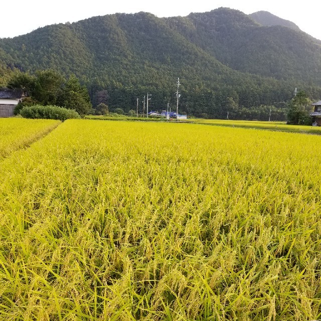 平成29年度兵庫県丹波産　無農薬コシヒカリ10キロ 食品/飲料/酒の食品(米/穀物)の商品写真