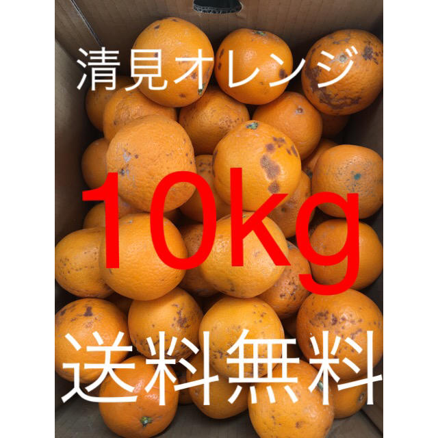 和歌山県 傷あり訳あり清見オレンジ 10kg 食品/飲料/酒の食品(フルーツ)の商品写真