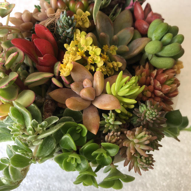 多肉植物 セダム含む カラフル紅葉種 カット苗の通販 By 令和ガーデン ラクマ 多肉植物 セダム含む カラフル紅葉種 カット苗の通販 By 令和ガーデン ラクマ