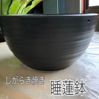 しがらき焼き 睡蓮鉢 直径約30cm 黒(プランター)