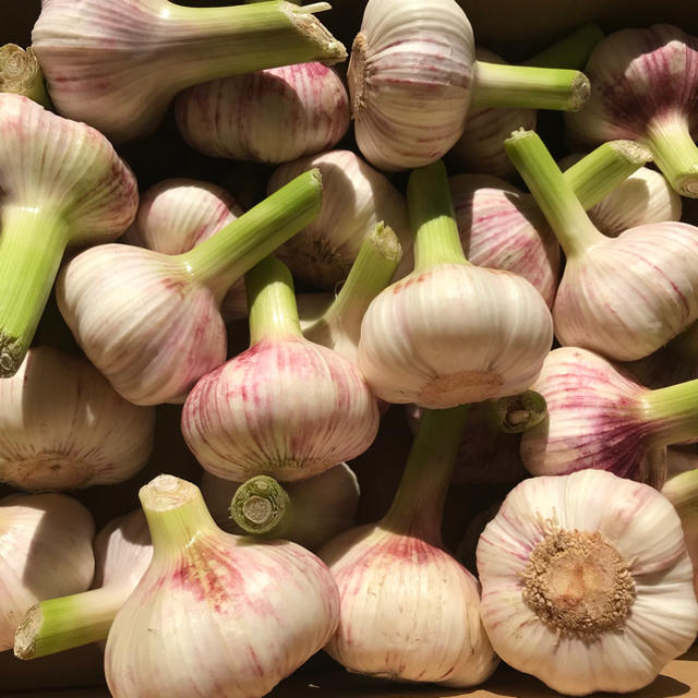 にんにく 食品/飲料/酒の食品(野菜)の商品写真