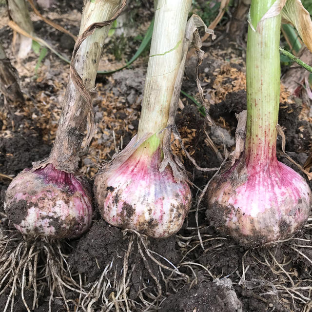 にんにく 食品/飲料/酒の食品(野菜)の商品写真