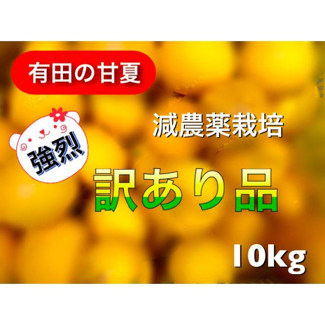 【有田の甘夏みかん】減農薬 有機肥料栽培《特別企画》首相案件 食品/飲料/酒の食品(フルーツ)の商品写真