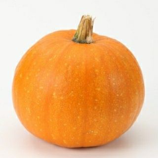 ハロウィンかぼちゃ種20粒入り(その他)