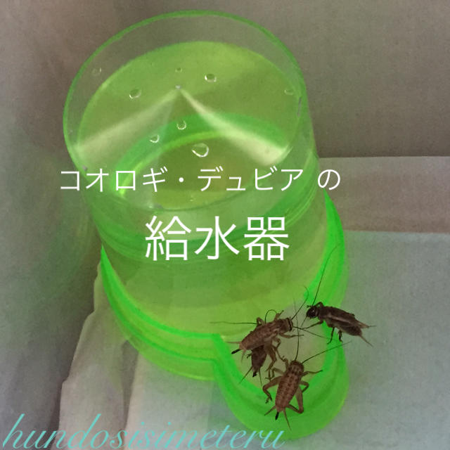 コオロギ・デュビア の給水器(給水タンク、水入れ) 両生類爬虫類大型魚の生き餌用 その他のペット用品(爬虫類/両生類用品)の商品写真