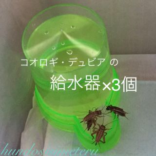 コオロギ・デュビア の給水器3個セット 両生類爬虫類大型魚の生き餌用 給水タンク(爬虫類/両生類用品)