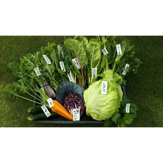 採れたて♪土からこだわったお野菜80サイズ 食品/飲料/酒の食品(野菜)の商品写真