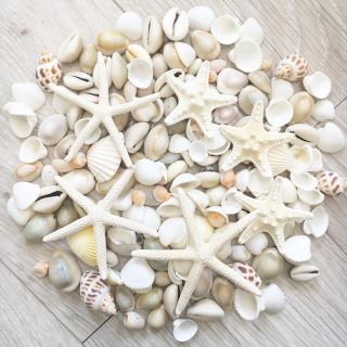 150円割引！ランダムシェル200枚＋ヒトデ６個！！お徳用！(各種パーツ)