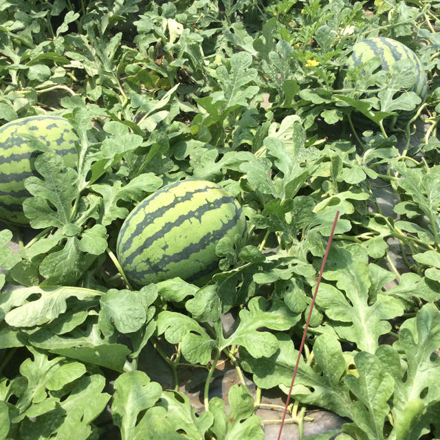 【高糖度】熊本県植木産 紅まくら 8kg 食品/飲料/酒の食品(フルーツ)の商品写真