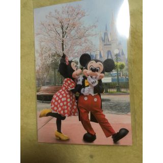 ディズニー(Disney)のディズニー 実写  サクラ グッズ 2018 ポストカード(使用済み切手/官製はがき)