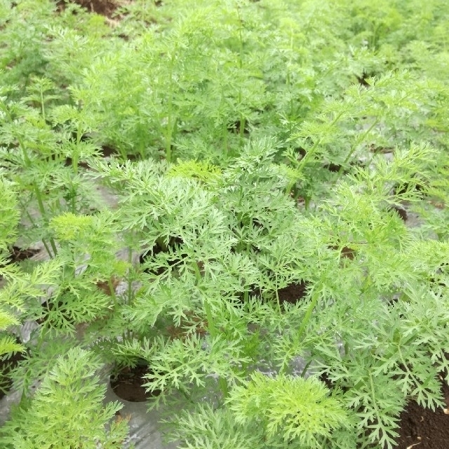 無農薬 無肥料40年 究め葉付き人参の通販 By 究 Kiwame ラクマ 無農薬 無肥料40年 究め葉付き人参の通販 By 究 Kiwame ラクマ