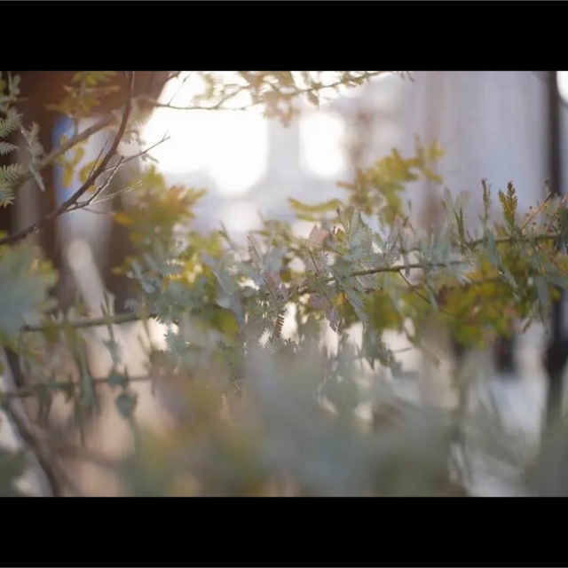 SONY Eマウント対応 単焦点レンズ シルバー！美品 Amazon.co.jp: SIGMA 単焦点レンズ Art 30mm F2.8 DN シルバー