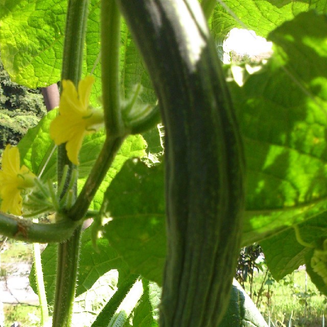 ☆わくわく80サイズ☆岡山産　新鮮野菜 食品/飲料/酒の食品(野菜)の商品写真