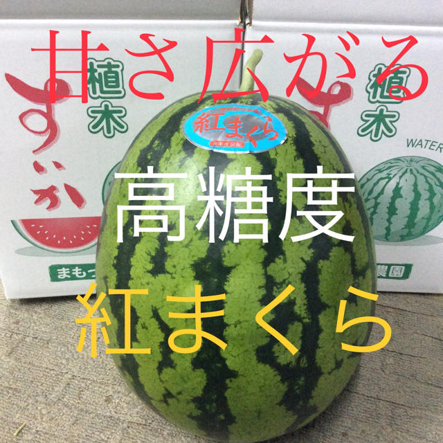 【高糖度】植木産 紅まくら 8kg 食品/飲料/酒の食品(フルーツ)の商品写真