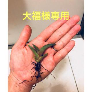 アガベ チタノータブルー(多肉植物)【抜苗2本】(その他)