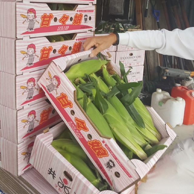 マーニ様専用！とうもろこし(甘々娘) 食品/飲料/酒の食品(野菜)の商品写真