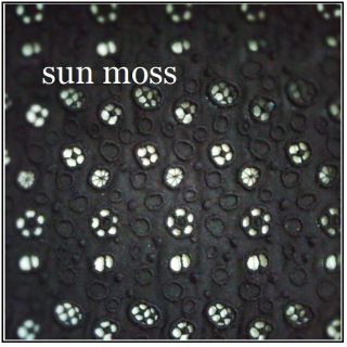 ミナペルホネン(mina perhonen)の✂️sun moss∞navy 刺繍はぎれ*cut販売(生地/糸)