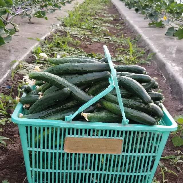 取れたて！朝どり野菜 食品/飲料/酒の食品(野菜)の商品写真