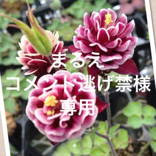 マルエコメント逃げ禁様専用(オーダーメイド)