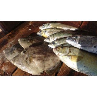 【送料込】対馬の雑魚三昧干物セット(魚介)