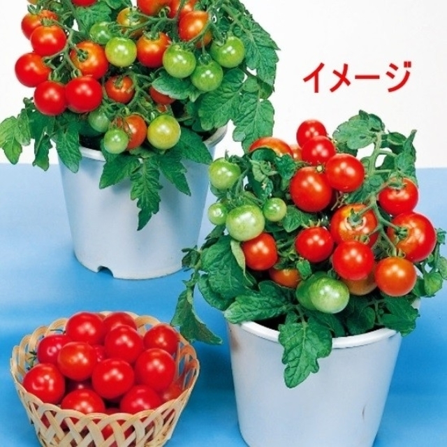 ベランダ栽培ok ミニトマト レジナ の苗 2ポット2株の通販 By Hanababa S Shop ラクマ