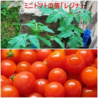 ベランダ栽培ok ミニトマト レジナ の苗 2ポット2株の通販 By Hanababa S Shop ラクマ