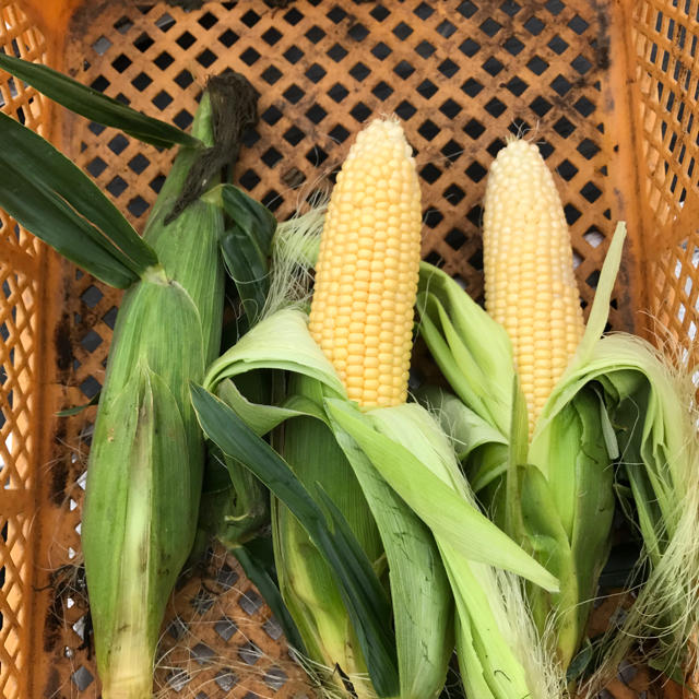 とうもろこし ゴールドラッシュ 食品/飲料/酒の食品(野菜)の商品写真