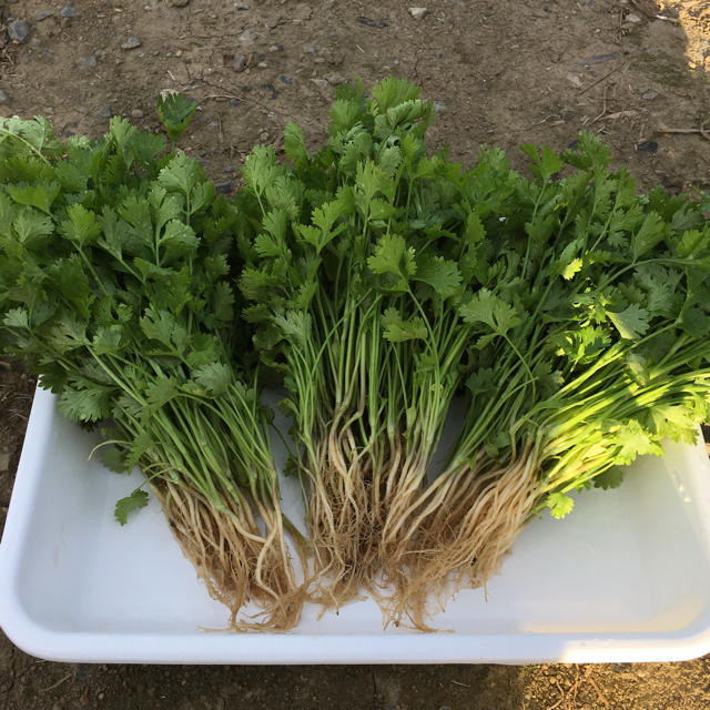 無農薬パクチー 200g以上 食品/飲料/酒の食品(野菜)の商品写真