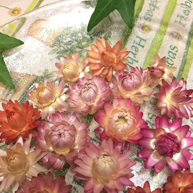 ピンク貝細工❣️１５個     綺麗な色ばかり💕 ハンドメイドのフラワー/ガーデン(ドライフラワー)の商品写真