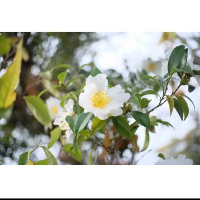 25mm F1.8 シルバー 単焦点レンズ!美品!高画質!綺麗!ボケ感!透明感! - 6