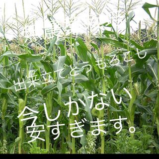 人気ありがとう、とうもろこし、今しない(野菜)