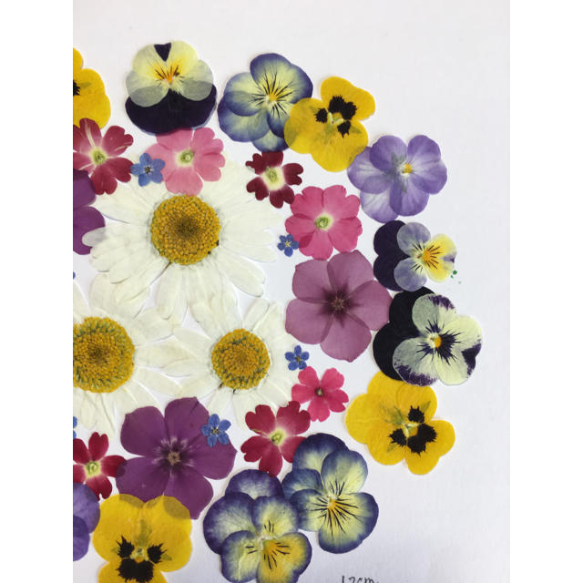 天然押し花セット♪ ハンドメイドの素材/材料(各種パーツ)の商品写真