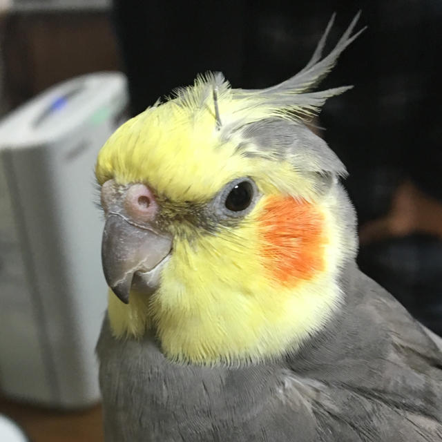 オカメインコ ハーネス  その他のペット用品(鳥)の商品写真