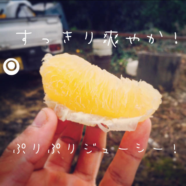 愛媛県産 河内晩柑 7キロ 食品/飲料/酒の食品(フルーツ)の商品写真