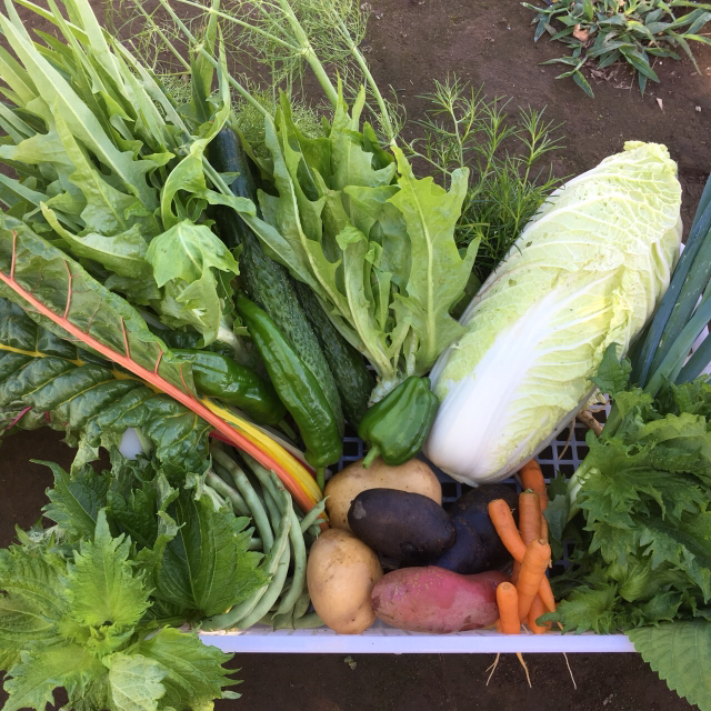 無農薬野菜 セット多品種 ちょっとづつ  食品/飲料/酒の食品(野菜)の商品写真