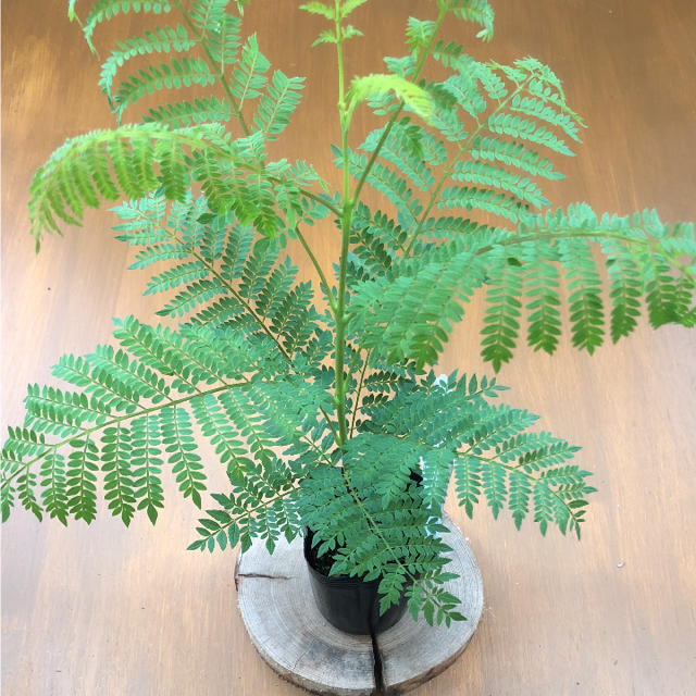 ジャカランダ ミルシフォリアの通販 By Plant Life ラクマ ジャカランダ ミルシフォリアの通販 By Plant Life ラクマ