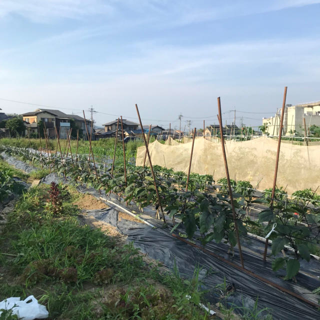 新鮮朝採り野菜詰め合わせ！京都産 食品/飲料/酒の食品(野菜)の商品写真