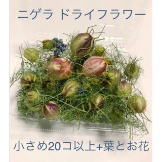 ニゲラ  ドライフラワー  花材(ドライフラワー)