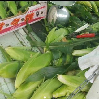 けんたん様専用⭐とうもろこし　B級品(野菜)