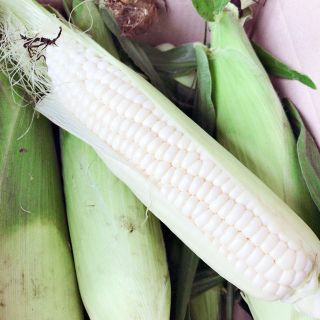 雪の妖精 白トウモロコシ 朝採り野菜 Lサイズ(野菜)