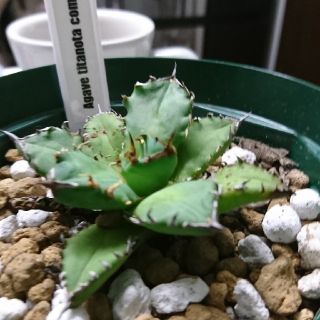 agave titanota compacta アガベ チタノタ(その他)