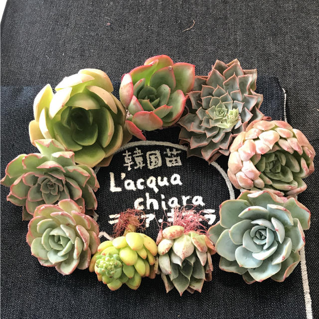 1 *hana *様専用 多肉植物 - www.adjm.in 1 *hana *様専用 多肉植物 - www.adjm.in