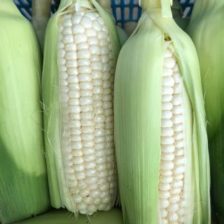 ももち様お買得 ホワイトショコラ(野菜)