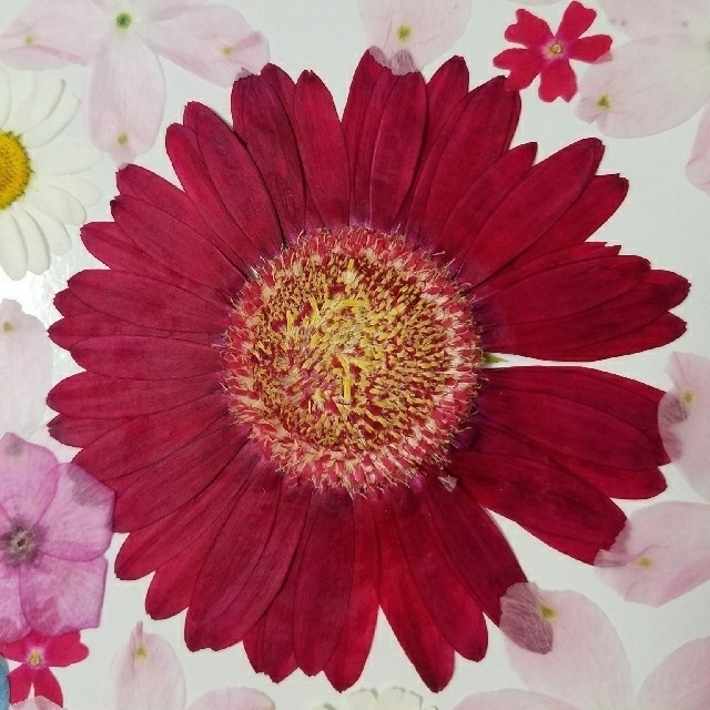 押し花 濃いめピンクのガーベラセットの通販 By マイぽり S Shop ラクマ