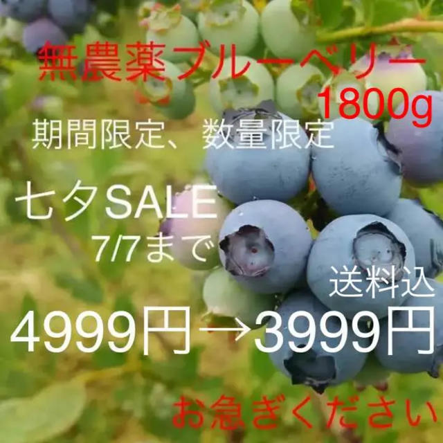 群馬県産 無農薬 ブルーベリー 1800g 食品/飲料/酒の食品(フルーツ)の商品写真