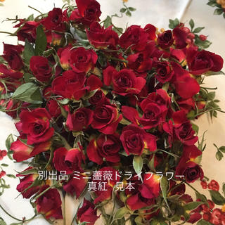 ミニ薔薇ドライフラワー★シリカゲル乾燥40輪セット★ミニバラ★おまけ付き★(ドライフラワー)