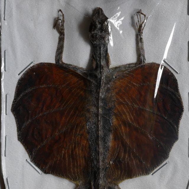トビトカゲ　剥製　標本2 その他のペット用品(爬虫類/両生類用品)の商品写真