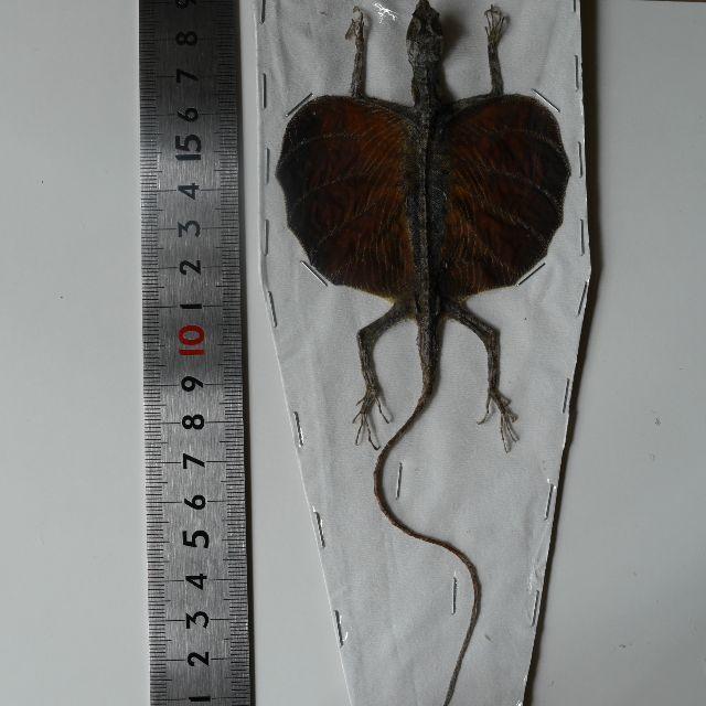 トビトカゲ　剥製　標本2 その他のペット用品(爬虫類/両生類用品)の商品写真