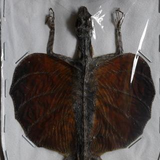 トビトカゲ　剥製　標本2(爬虫類/両生類用品)